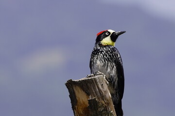 bird, nature, wildlife, animal, wild, woodpecker, branch, beak, blue, black, white, red, colorful, feather, green, feathers, great, wings, beautiful, great tit, starling, birds, yellow