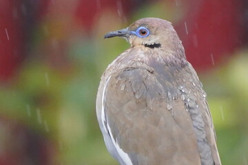 bird, nature, animal, wildlife, wild, beak, feathers, avian, birds, black, small, green, blue, feather, brown, sparrow, thrush, jay, colorful, garden, blackbird, fauna, white