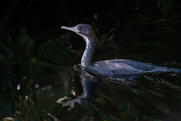 Pied shag swimming in a lake in New Zealand
