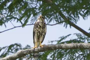 bird, hawk, owl, animal, nature, wildlife, falcon, eagle, beak, raptor, predator, prey, wild, feather, buteo, buzzard, hunter, birds, bird of prey, feathers, tree, brown, kestrel, eye, red