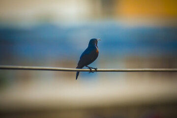 Bird