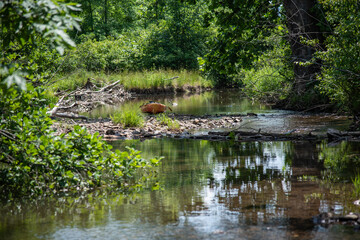 Sometimes the adventure continues upstream