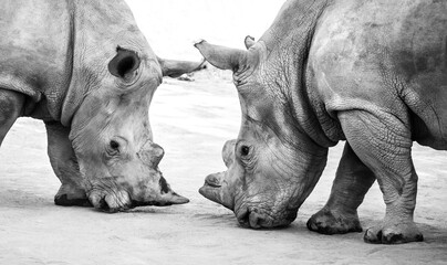 Two beautiful wild white rhinos close up head to head in national park safari
