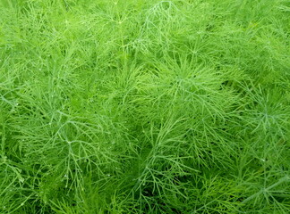 dill green grass background