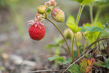 Close up of the red ripe strawberry in the garden