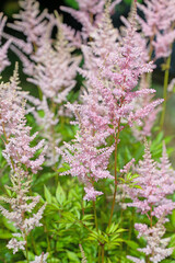 Blühende Prachtspiere, Astilbe, in pink