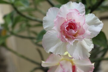 Adenium obesum flower blooming on green leaves background closeup. Is the name of a colorful plant of beautiful flowers is a plant that can be easily grown. 
