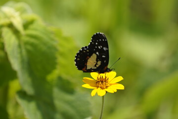 butterfly, insect, flower, nature, macro, summer, green, orange, monarch, animal, garden, beautiful, wildlife, beauty, spring, wings, bug, yellow, fly, wing, plant, colorful, white, black, outdoors