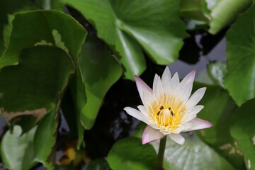Lotus purple flower blooming with insect on green leaves and water surface closeup in the pond.