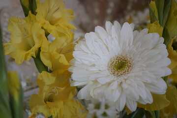 flower, yellow, flowers, nature, garden, plant, green, chrysanthemum, summer, white, bloom, floral, beauty, flora, blossom, bouquet, beautiful, daisy, spring, bright, petal, closeup, macro, petals, au