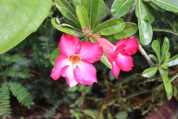 Adenium obesum flower blooming on green leaves background closeup. Is the name of a colorful plant of beautiful flowers is a plant that can be easily grown. 