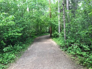 path in the woods