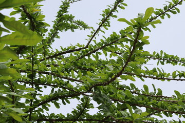 Green leaves on tree branch isolated on blue sky background closeup.