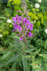 Photos wildflowers in the summer field