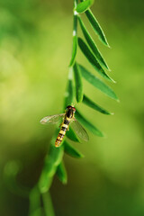 Fototapeta premium Marmalade Hoverfly - Episyrphus balteatus on green plant.