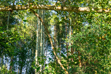 Fototapeta premium Photo woods in summer, beautiful summer background