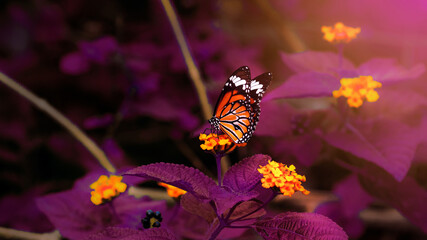 A Butterfly on its Dreamland.