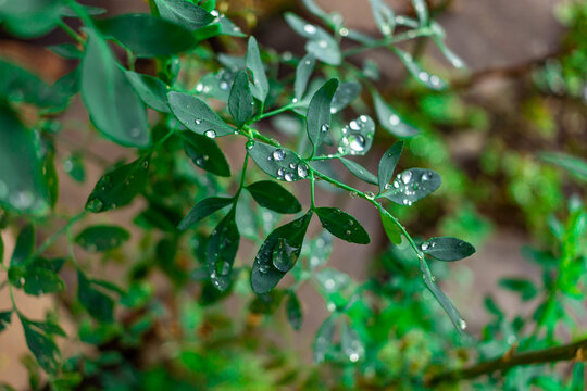 Plantas-Natureza