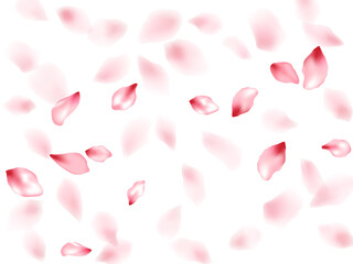 Pink sakura flower flying petals isolated on white vector background.