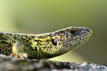 Sand Lizard (Lacerta agilis) close up on a tree.