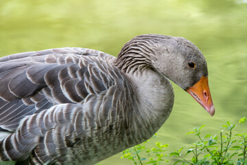 The wild greylag goose close-up wih green background
