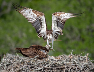 Osprey Nest in Florida 