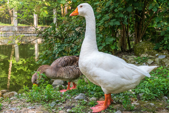 Domesticated grey goose, greylag goose or white goose walks along the green shore of the pond