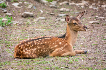 Naklejka na ściany i meble A young sika deer Lying on the ground and grass