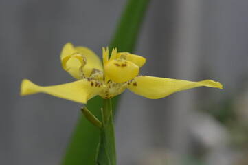 yellow tulip flower