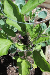 Eggplant with Blossoms