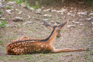 A young sika deer Lying on the ground and grass