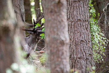 Forest reindeer, Rangifer tarandus fennicus, seen through the woodland eating bark off branches during a sunny spring day.