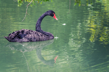 Fototapeta premium A graceful black swan with a red beak is swimming on a lake with dark green water. Cygnus atratus