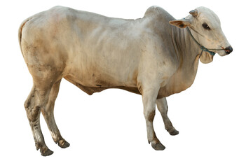 white cow from side view is standing against an isolated background.Concept of Eid Al-Adha