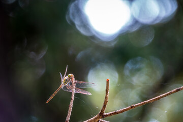 A large dragonfly sits on a branch on a blurry green background.