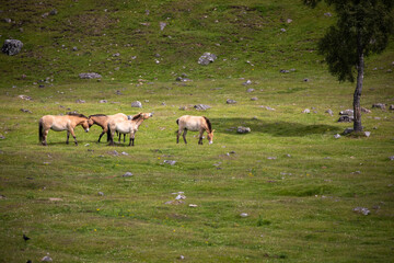 Naklejka na ściany i meble Przewalski's horse's, Equus ferus przewalskii, herding together eating on grassland during a sunny day in spring.