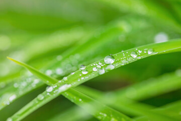 water drops on the green grass