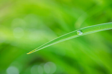 Obraz premium water drops on the green grass