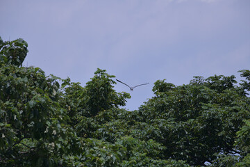 青い空と緑の木の間を飛んでいく青鷺の後ろ姿