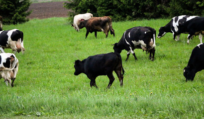 young dairy cows, go from  pasture through  green meadow along  forest, with young gobies and heifers.