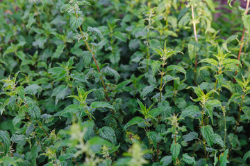 Nettle with green leaves. Nettle plants grow in the ground. Concept of alternative medicine