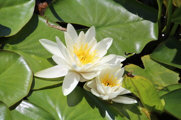 Blooms On The Water, U of A Botanic Gardens, Devon, Alberta