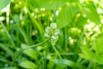 Muscari flower stalk with seeds. Spring garden work