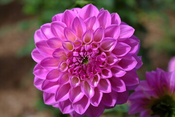 pink dahlia flower
