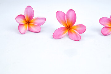 Fototapeta na wymiar Beautiful tropical frangipani (plumeria) flowers isolated on white background