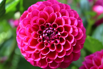 Obraz premium pink dahlia flower