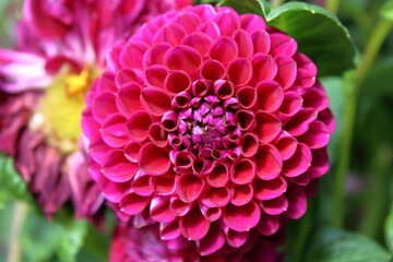 pink dahlia flower
