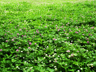 Fototapeta premium a rich summer photo of a clover field stretching far to the horizon