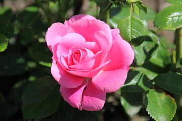 Rose Of Summer, U of A Botanic Gardens, Devon, Alberta