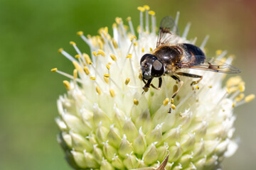 Macro photo of a bee pollinating and collecting nectar on a white flower, copy space selective focus top view